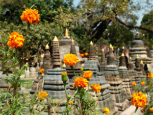 Oranje bloemen (Bodhgaya)